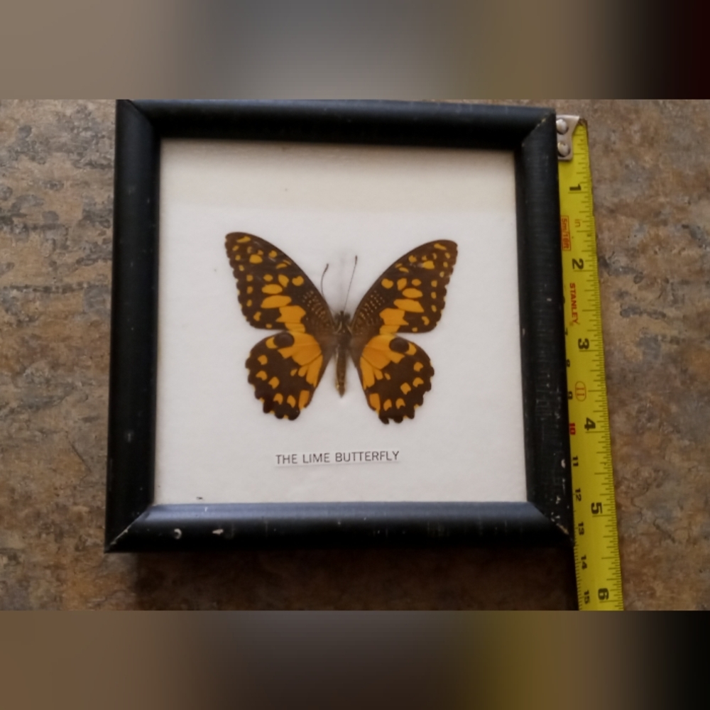 Framed Lime Butterfly Wall Accent in Black 5×5